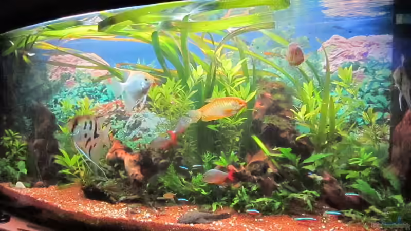 Aquarium Hauptansicht von green Lounge (aufgelöst, nur noch als Beispiel) von Malawi-Dude (1)