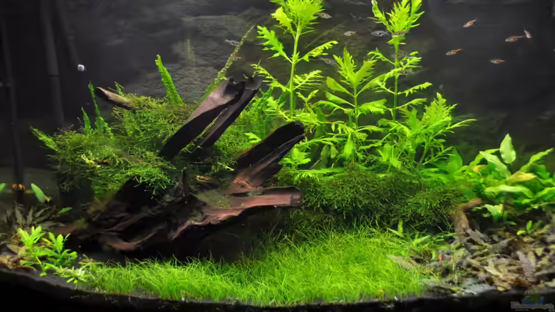 Aquarium Hauptansicht von green revolution von RodSnase (1)