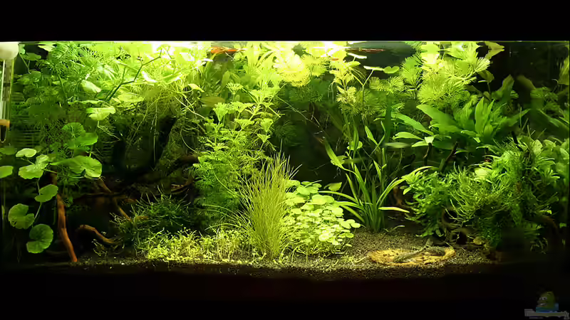 Aquarium Hauptansicht von Green von Arely (1)