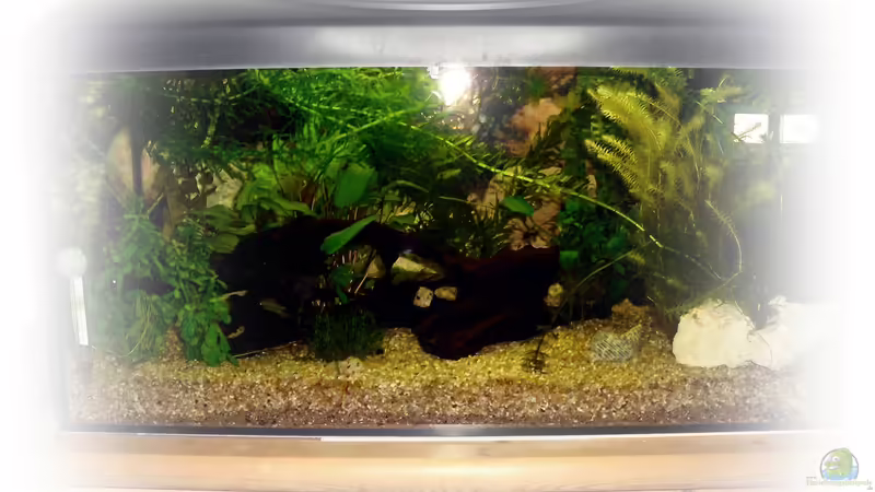 Aquarium Hauptansicht von Greenscaping first one von Scaper (1)