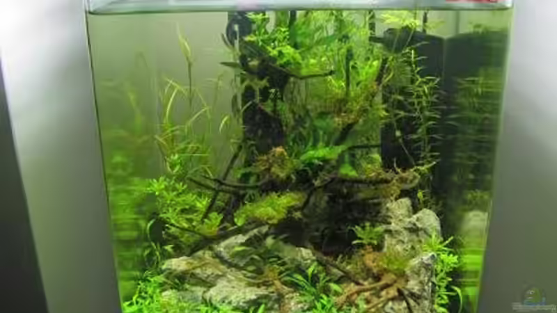 Aquarium Hauptansicht von GreenWave von Mario Pich (1)