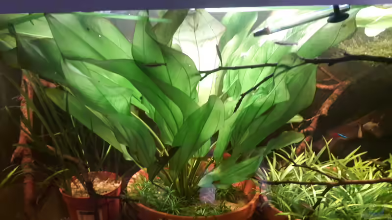 Aquarium Hauptansicht von Größenkompromiss (Provisorium) von Markus J. (1)