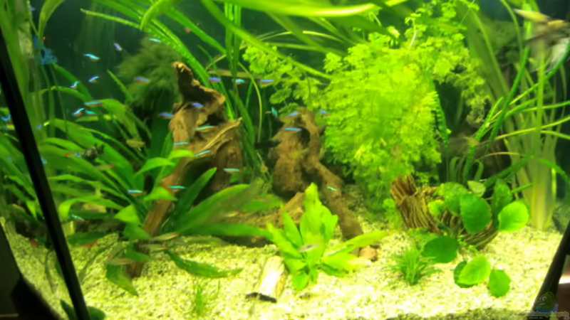 Aquarium Hauptansicht von Grüne Oase existiert nur noch als Beispiel von Josef Braun (1)