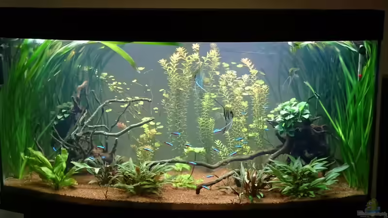 Aquarium Hauptansicht von Grüne Oase