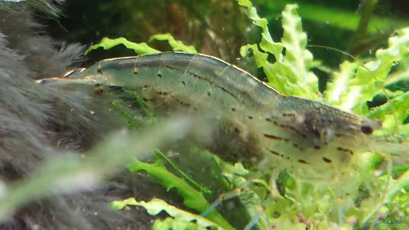 Aquarium Hauptansicht von GRÜNER VERSUCH von schilli (1)