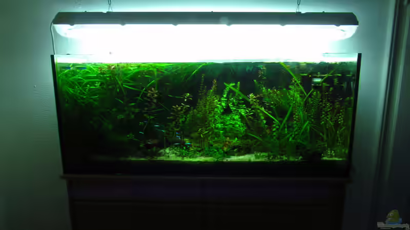 Aquarium Hauptansicht von Grünes Dickicht (~aufgelöst~) von Tigerlotus (1)
