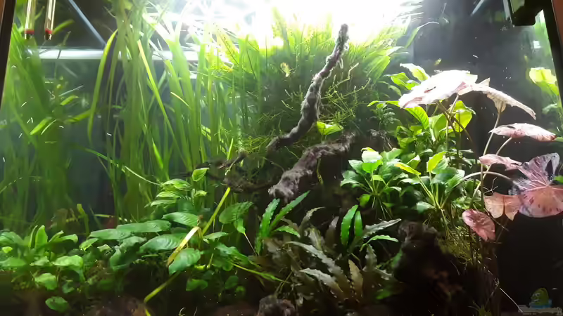 Aquarium Hauptansicht von Grünes Juwel von Erwinio (1)