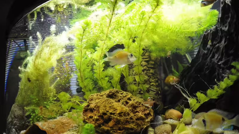 Aquarium Hauptansicht von Grünes Juwel von Peter Vlasaty (1)