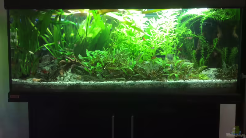 Aquarium Hauptansicht von Grünes Paradies von GG (1)