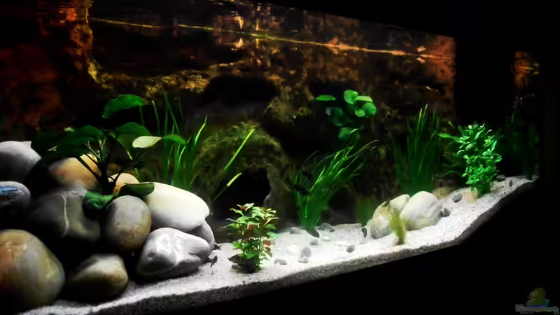 Aquarium Hauptansicht von Grünes Tanganjika von Enis Caliskan (1)
