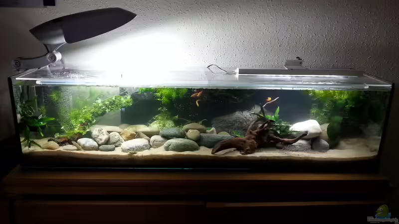 Aquarium Hauptansicht von Grundelbecken