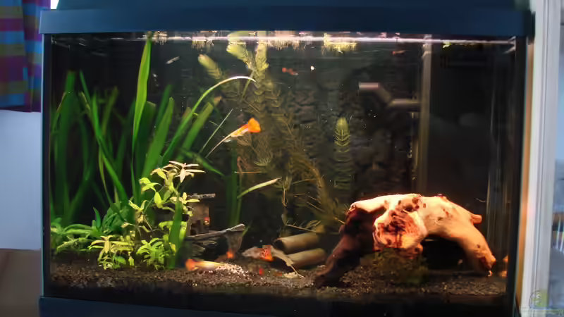 Aquarium Hauptansicht von Guppy Becken von christian (1)