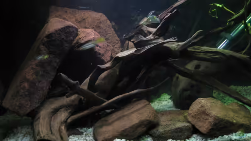 Aquarium Hauptansicht von Guppy-Zuchtstation von The Duke of woods (1)