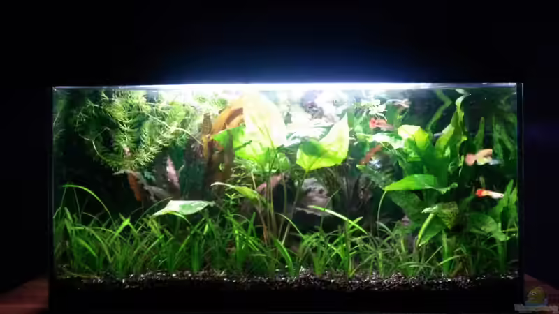 Aquarium Hauptansicht von Guppybecken (aufgelöst) von ~Danny~ (1)