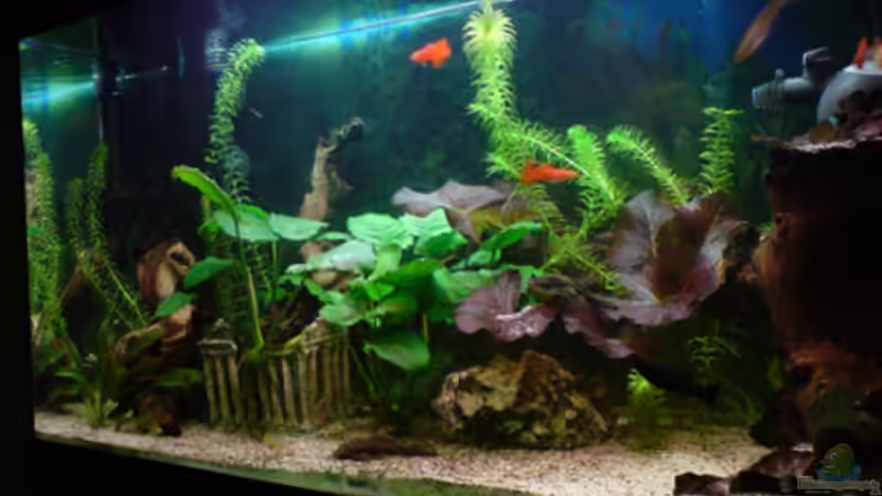 Aquarium Hauptansicht von Guppyland von Alexander Wechsler (1)