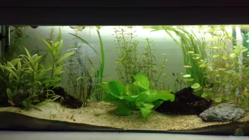 Aquarium Hauptansicht von Guppys von Welslau (1)