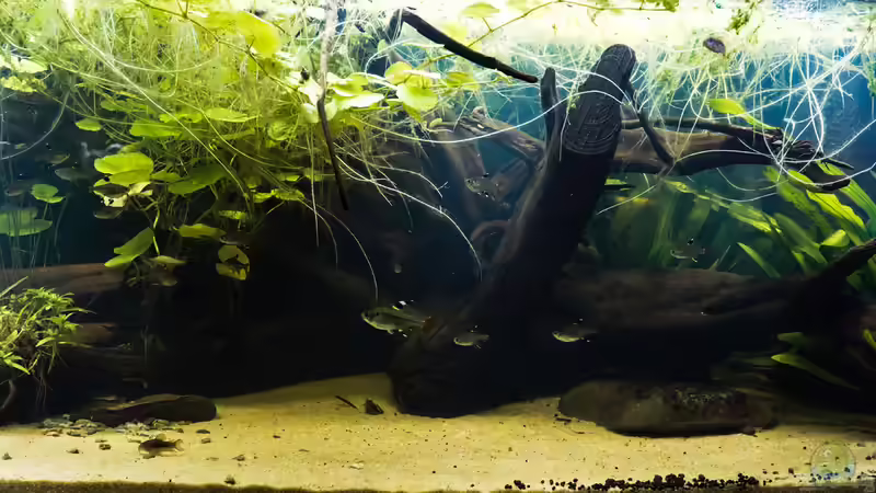 Aquarium Hauptansicht von Guyana-Länder Südamerika von chris1509 (1)