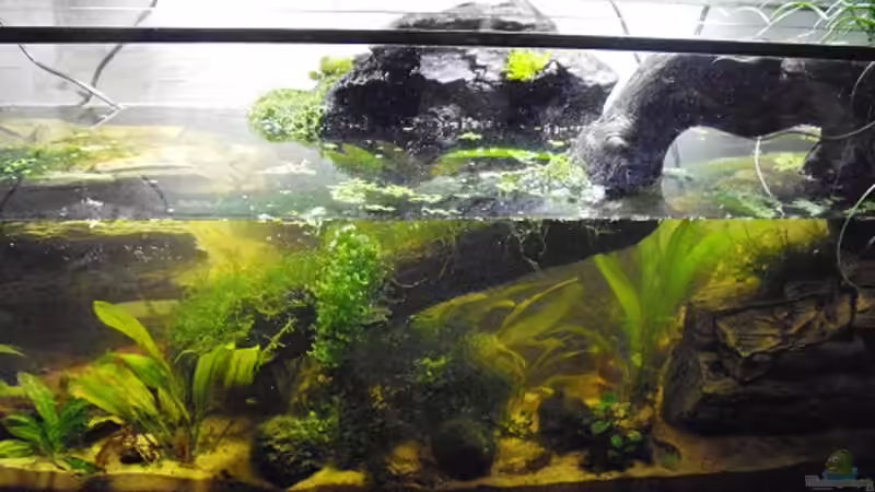 Aquarium Hauptansicht von Halbvoll oder halbleer?