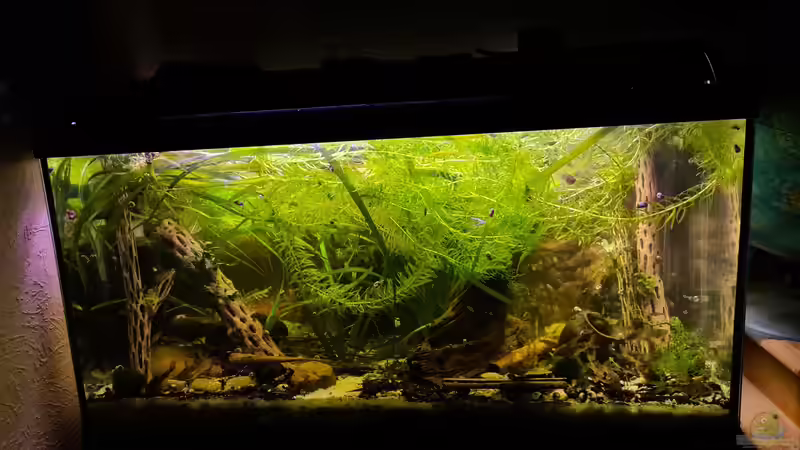 Aquarium Hauptansicht von Haster Berggewässer von Ralleplus FARA (1)