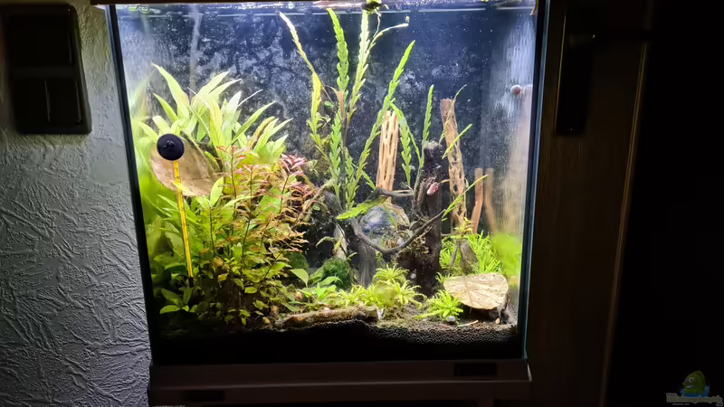 Aquarium Hauptansicht von Haster Bergpfütze von Ralleplus FARA (1)