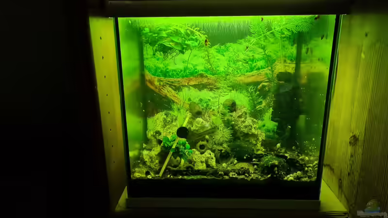 Aquarium Hauptansicht von Haster Bergtümpel von Ralleplus FARA (1)