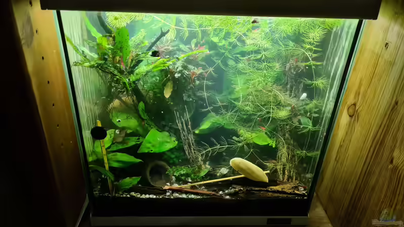 Aquarium Hauptansicht von Haster Bergweiher von Ralleplus FARA (1)