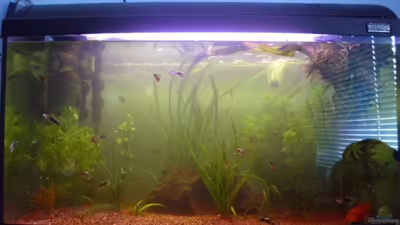 Aquarium Hauptansicht von Hauptbecken von TheLegacy94 (1)