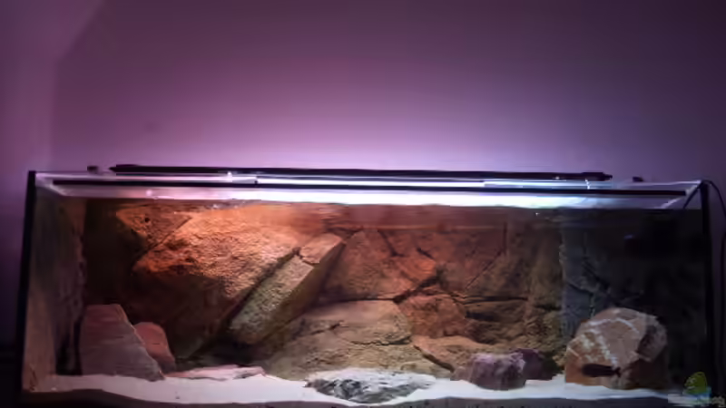 Aquarium Hauptansicht von Herzinfarktrisikosenker II von Niklot (1)