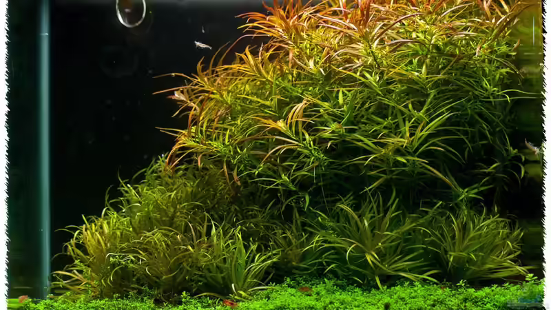 Aquarium Hauptansicht von High Voltage von pogona (1)