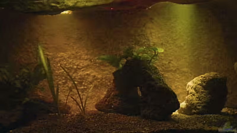 Aquarium Hauptansicht von Höhlenbecken