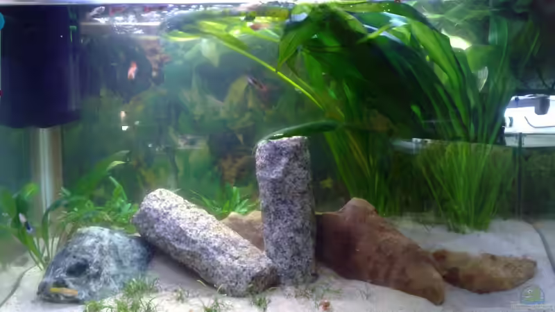 Aquarium Hauptansicht von hohes Becken