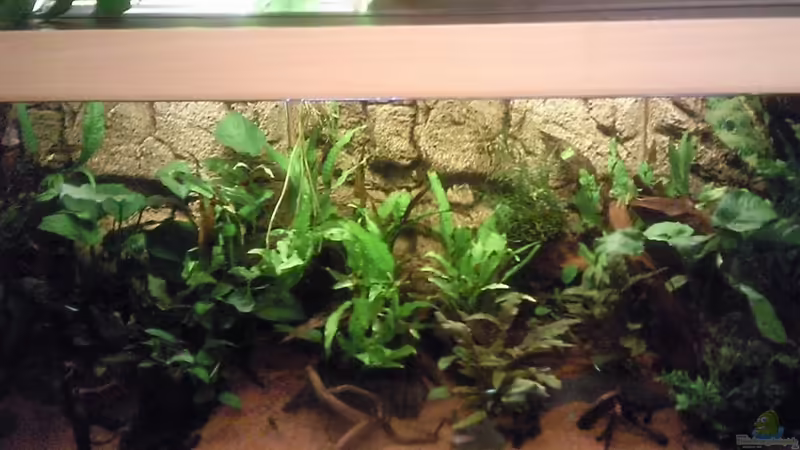 Aquarium Hauptansicht von Home of Africa von Frankyfisch (1)