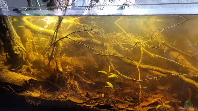 Aquarium Hauptansicht von Igarapé do Daracua Flooded Forest Rio Negro