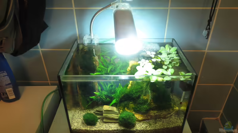 Aquarium Hauptansicht von In the depth of silence