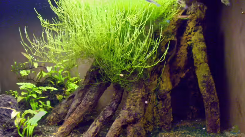 Aquarium Hauptansicht von INDIEN - Vembanad Lake, Mangroven Pathiramenal Isl von Roland Saager (1)