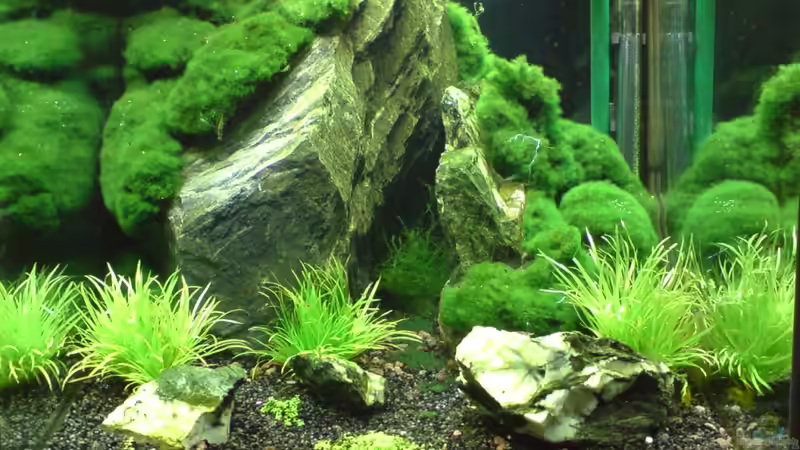 Aquarium Hauptansicht von Into the Depths of Darkness von killifreak (1)