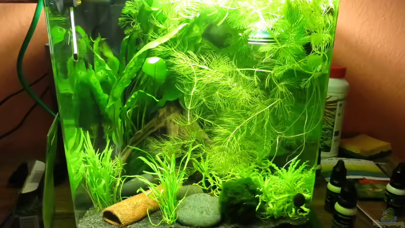 Aquarium Hauptansicht von It&#039;s not the size that matters von Joe Waters (1)