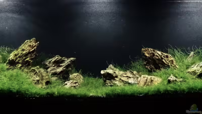 Aquarium Hauptansicht von Iwagumi