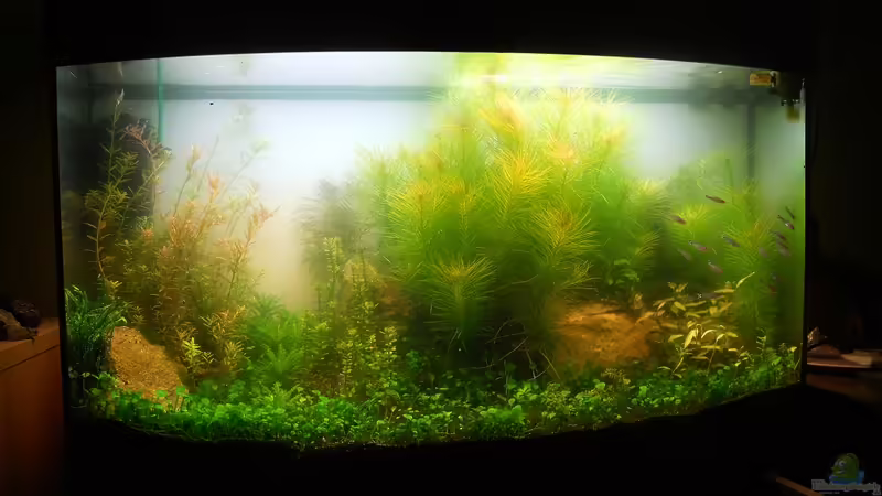 Aquarium Hauptansicht von J. Vision 180 Becken von Mario Mayer (1)
