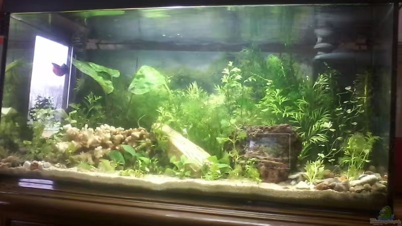 Aquarium Hauptansicht von Jannik sein Becken von Papa Rainer (1)