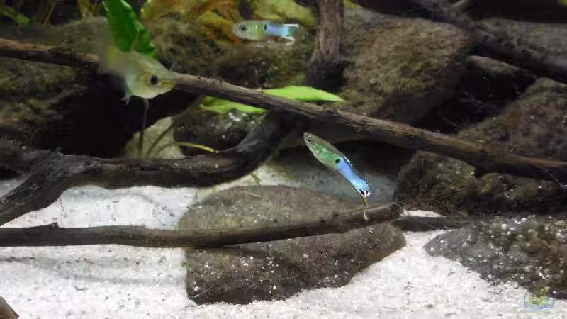 Aquarium Hauptansicht von JapanBlue Bachlauf von Ozi5467 (1)