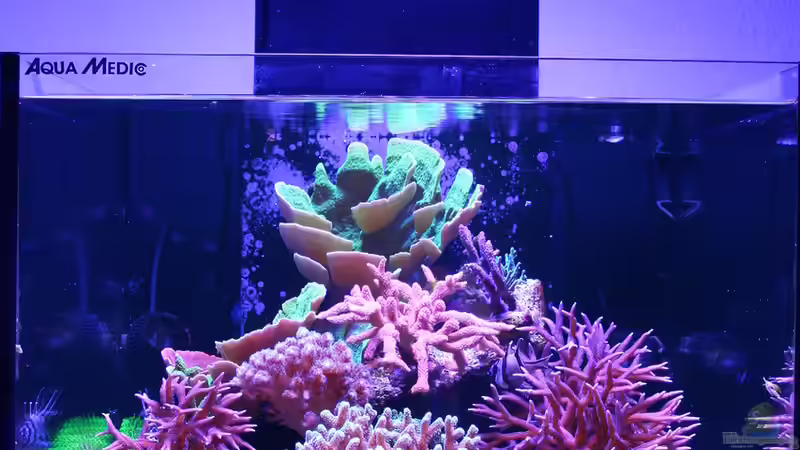 Aquarium Hauptansicht von Jojos Cubicus von Nano Jojo (1)