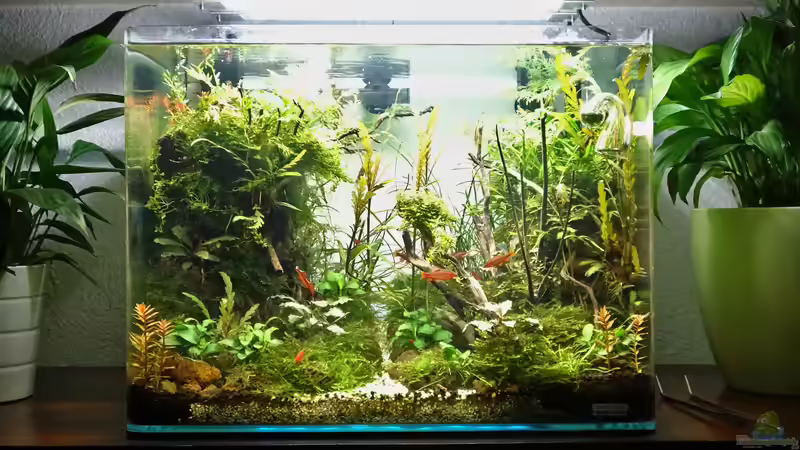Aquarium Hauptansicht von Jungle Rock von Michi0311 (1)