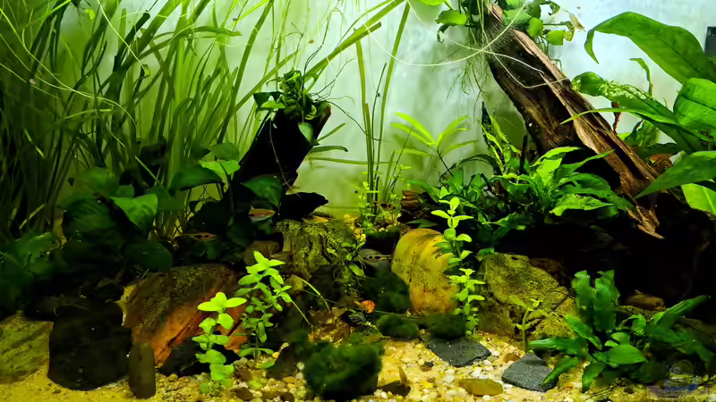 Aquarium Hauptansicht von Just like a new day -aufgelöst