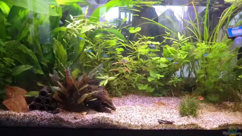 Aquarium Hauptansicht von Juwel 180 Panoramabecken