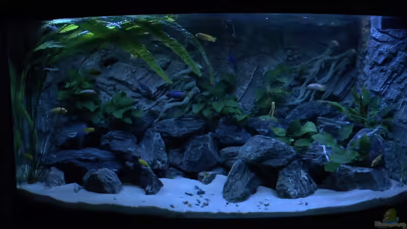 Aquarium Hauptansicht von Juwel 260 vision von Bäumchen (1)