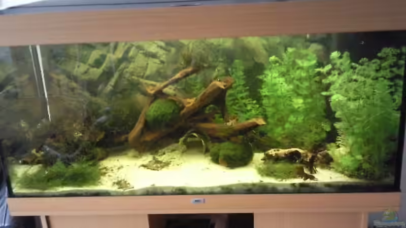 Aquarium Hauptansicht von Juwel 300 von Occellaris (1)