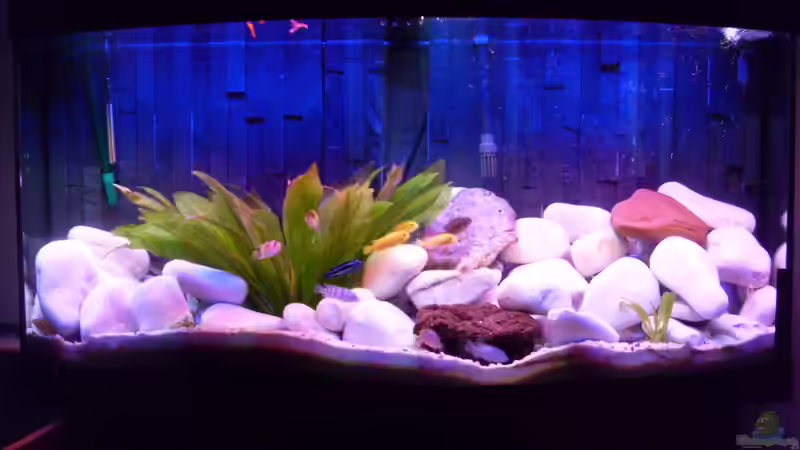 Aquarium Hauptansicht von Juwel Aquarium Vision 260 mit Unterschrank von Chrstian Seupel (1)