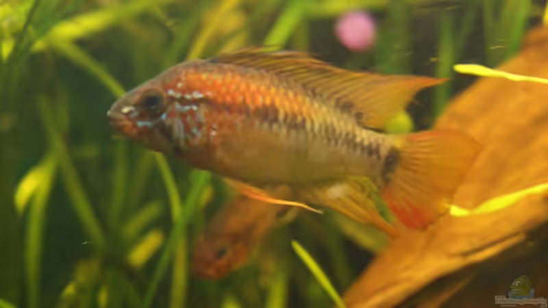 Aquarium Hauptansicht von Juwel Delta 100 von Andy_daHousecat (1)