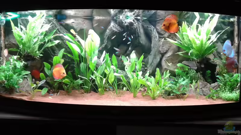 Aquarium Hauptansicht von JUWEL DISKUS AMAZONAS von Rene Zwirchmayr (1)